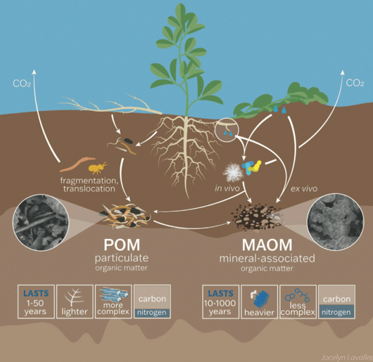 Diagram illustrating soil organic matter dynamics showing particulate organic matter (POM) and mineral-associated organic matter (MAOM) interacting with plant roots and soil organisms. POM, depicted with lighter blue and brown tones, lasts 1-50 years and is lighter, more complex, containing carbon and nitrogen, while MAOM, shown with darker brown and gray shades, lasts 10-1000 years, is heavier, less complex, also containing carbon and nitrogen, with arrows indicating processes like fragmentation, translocation, and CO2 release.